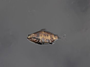 Oil Spills Are Pushing Indian Fishers to the Brink