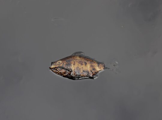 Oil Spills Are Pushing Indian Fishers to the Brink