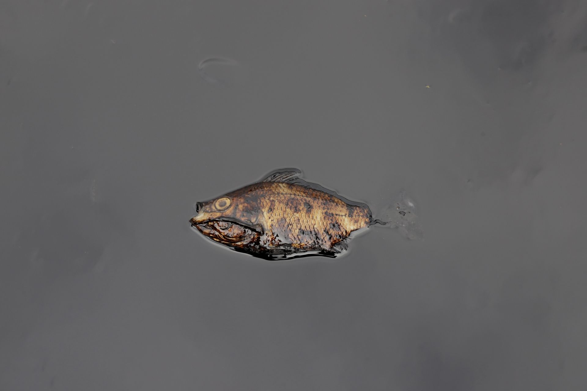 Oil Spills Are Pushing Indian Fishers to the Brink