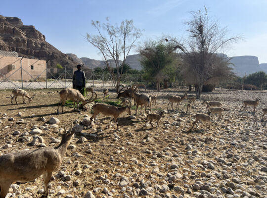 One Man’s Mission To Save Yemen’s Ibex