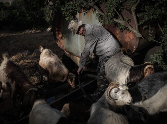 Lebanon’s Goats and Their Herders Brave Warmer Weather