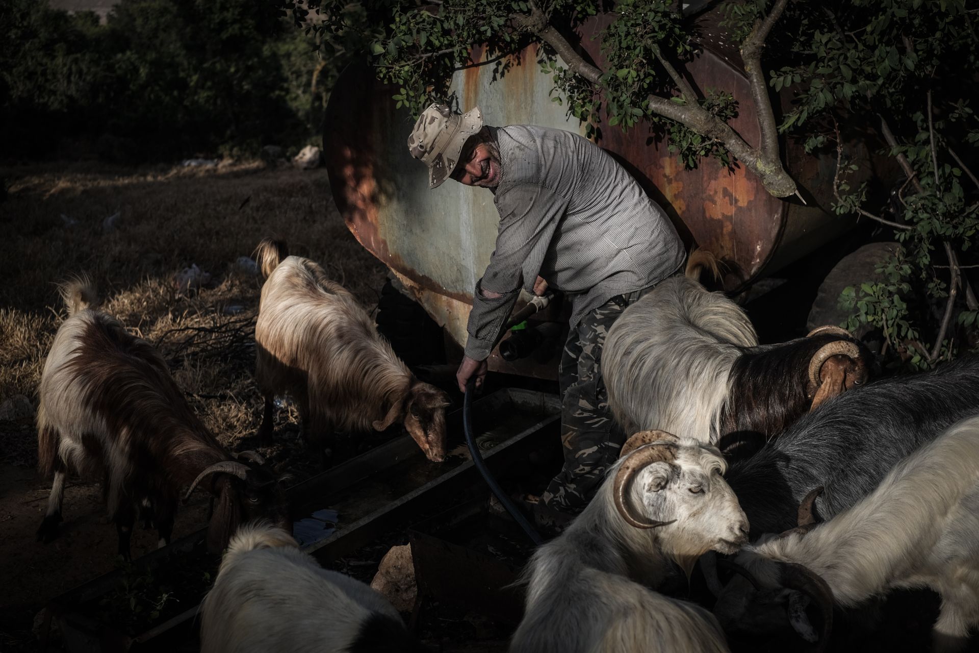 Lebanon’s Goats and Their Herders Brave Warmer Weather