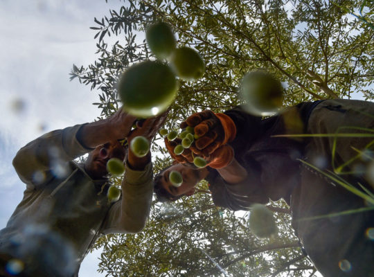 In Algeria, I Found Peace in Picking Olives