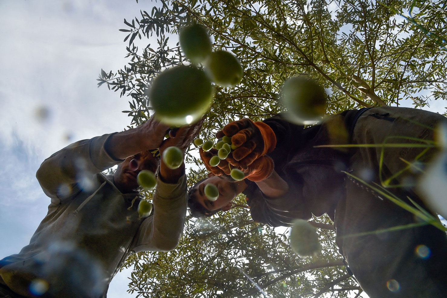 In Algeria, I Found Peace in Picking Olives