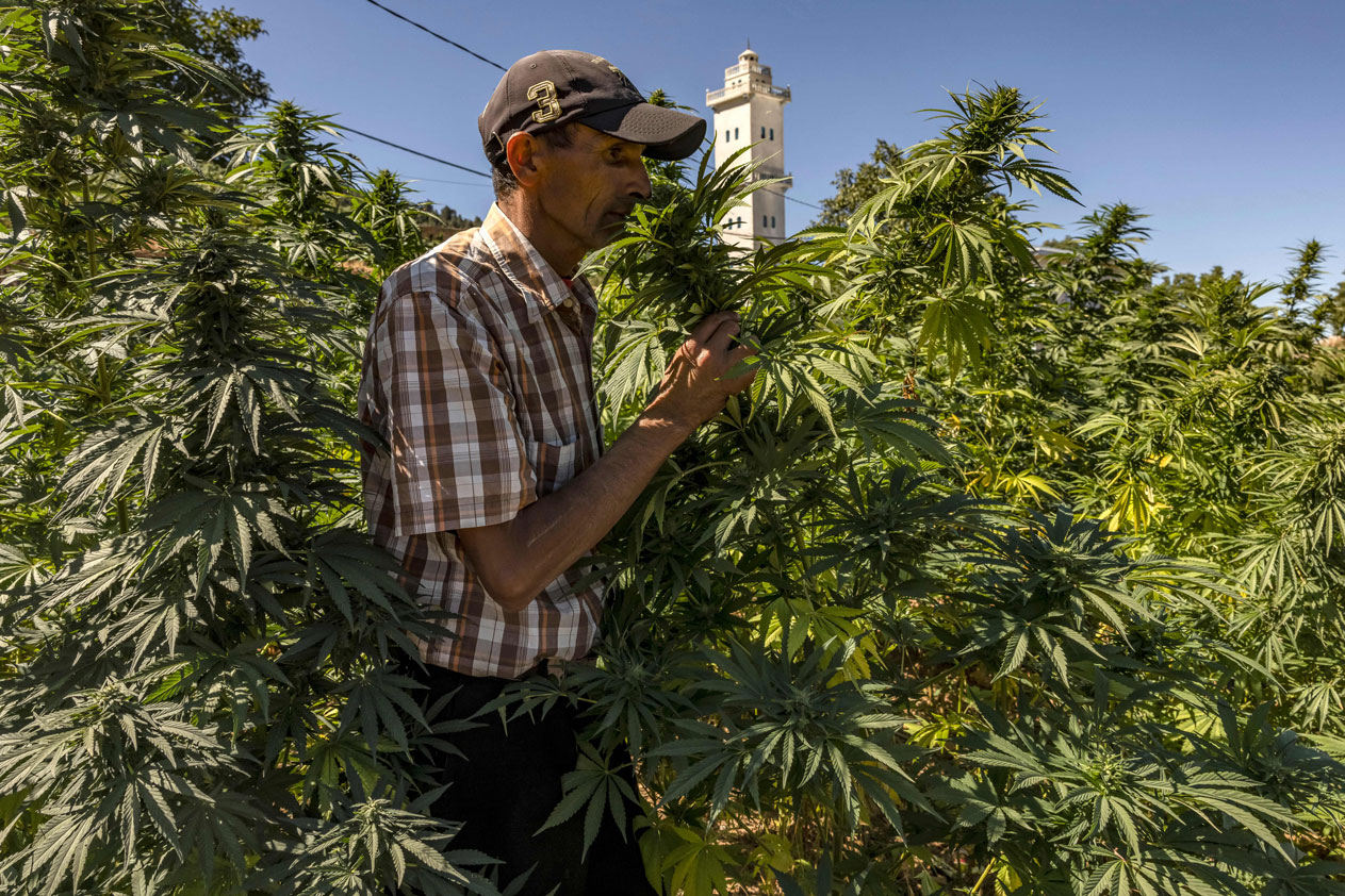 Morocco Legalized Cannabis, but Divvying Up Profits Is a High Bar