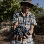 Syria’s Winemakers Press on Under New Alcohol Rules