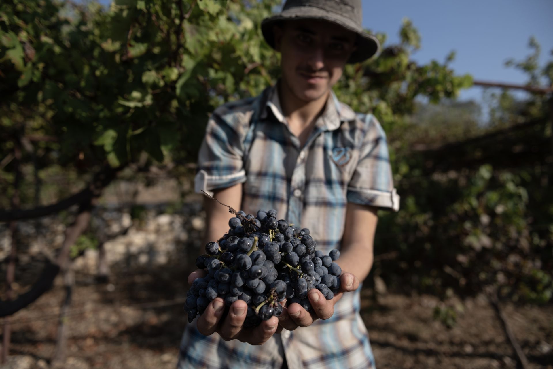 Syria’s Winemakers Press on Under New Alcohol Rules