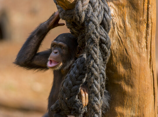 In the Hills Above Freetown, a Chimp Sanctuary Is Fighting for Its Existence