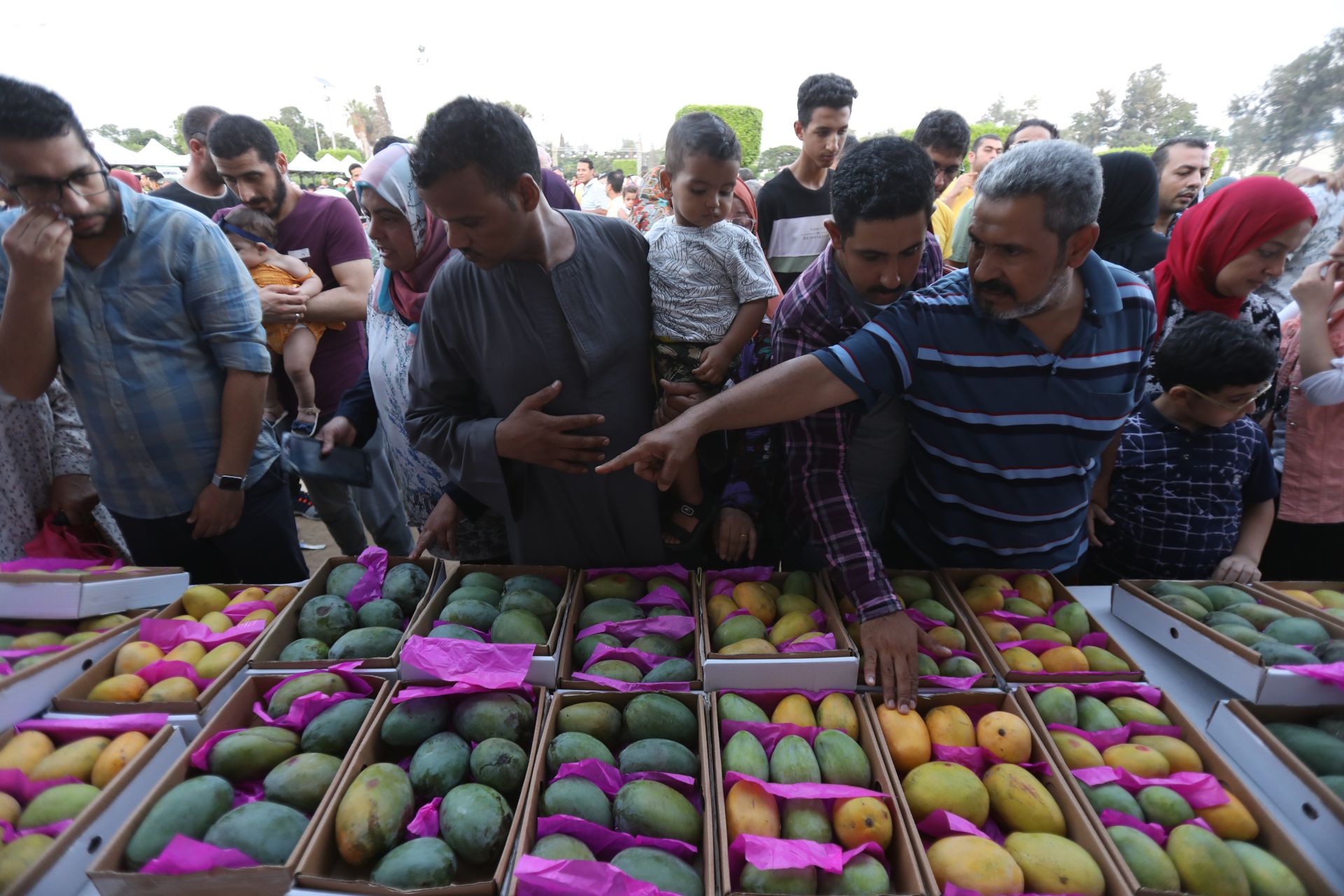 In Egypt, Society’s Well-Being Is Reflected in the Mangoes