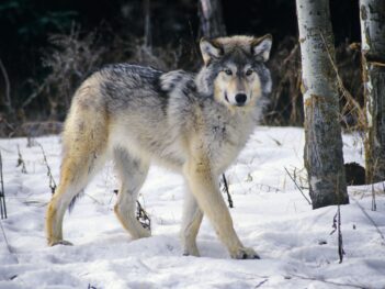 In Wisconsin, the Fates of Wolves and Humans Are Intertwined