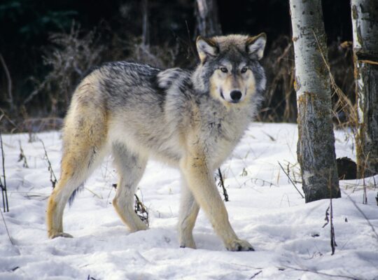 In Wisconsin, the Fates of Wolves and Humans Are Intertwined