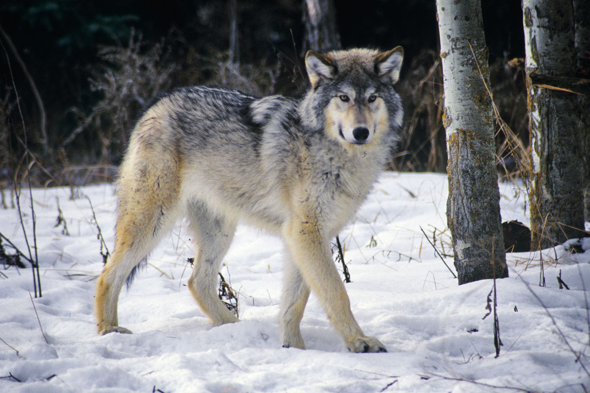 In Wisconsin, the Fates of Wolves and Humans Are Intertwined