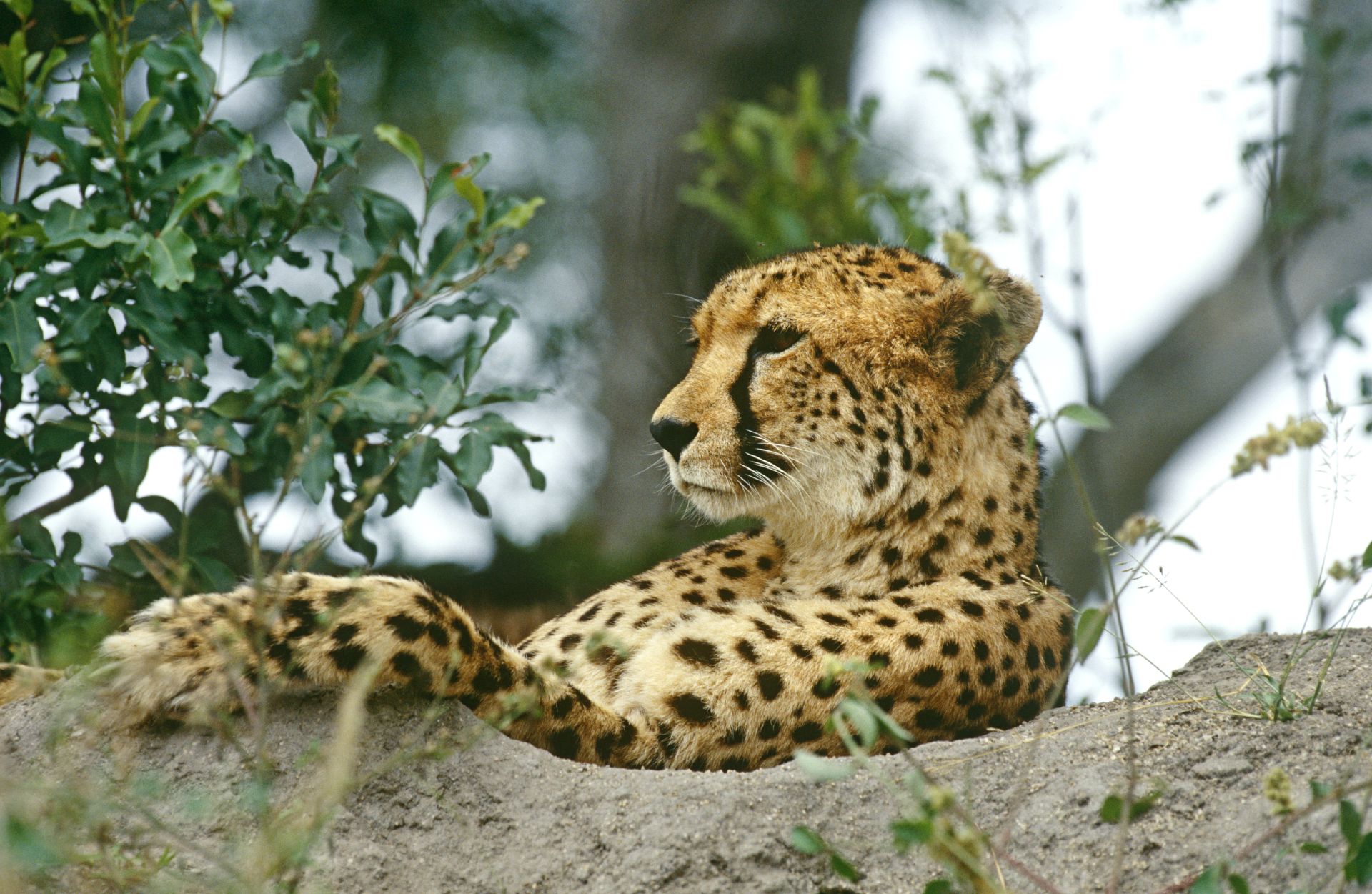 Wildlife Experts Raise Concerns About India as a New Home for African Cheetahs