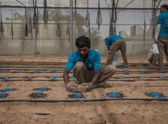 The Limits of the UAE’s Push for Food Security