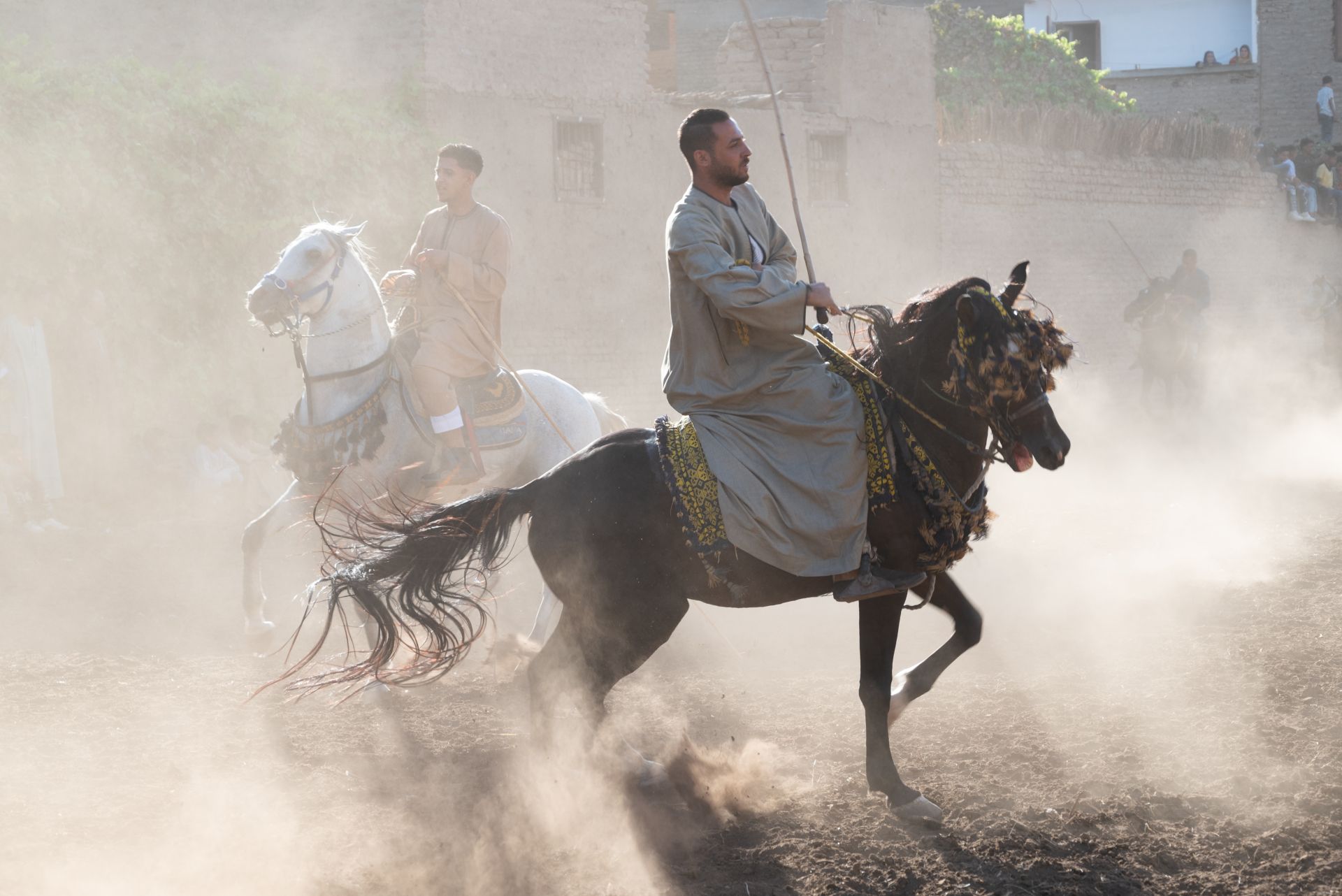 The Battle To Define the Arabian Horse