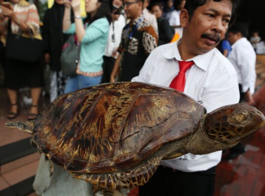 The Politics of Wildlife Protection