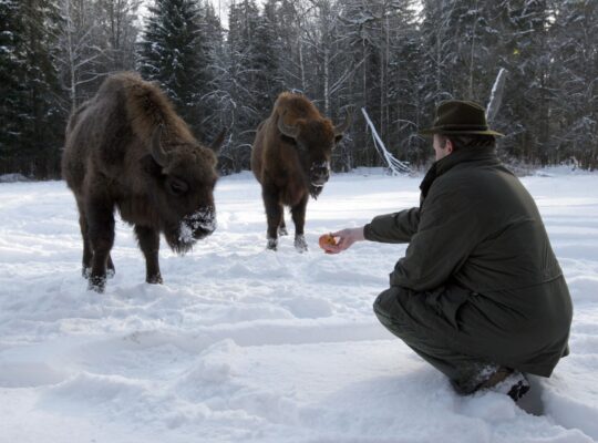 Learning How To Live With Poland’s Bison
