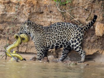 ‘Rewilding’ in Argentina Raises Thorny Questions