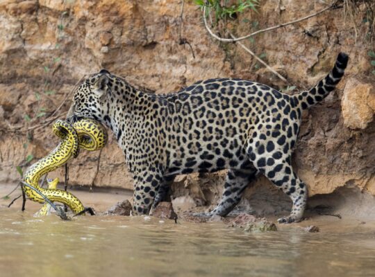 ‘Rewilding’ in Argentina Raises Thorny Questions