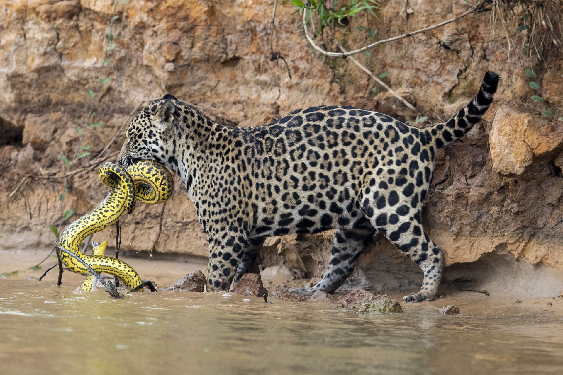 ‘Rewilding’ in Argentina Raises Thorny Questions