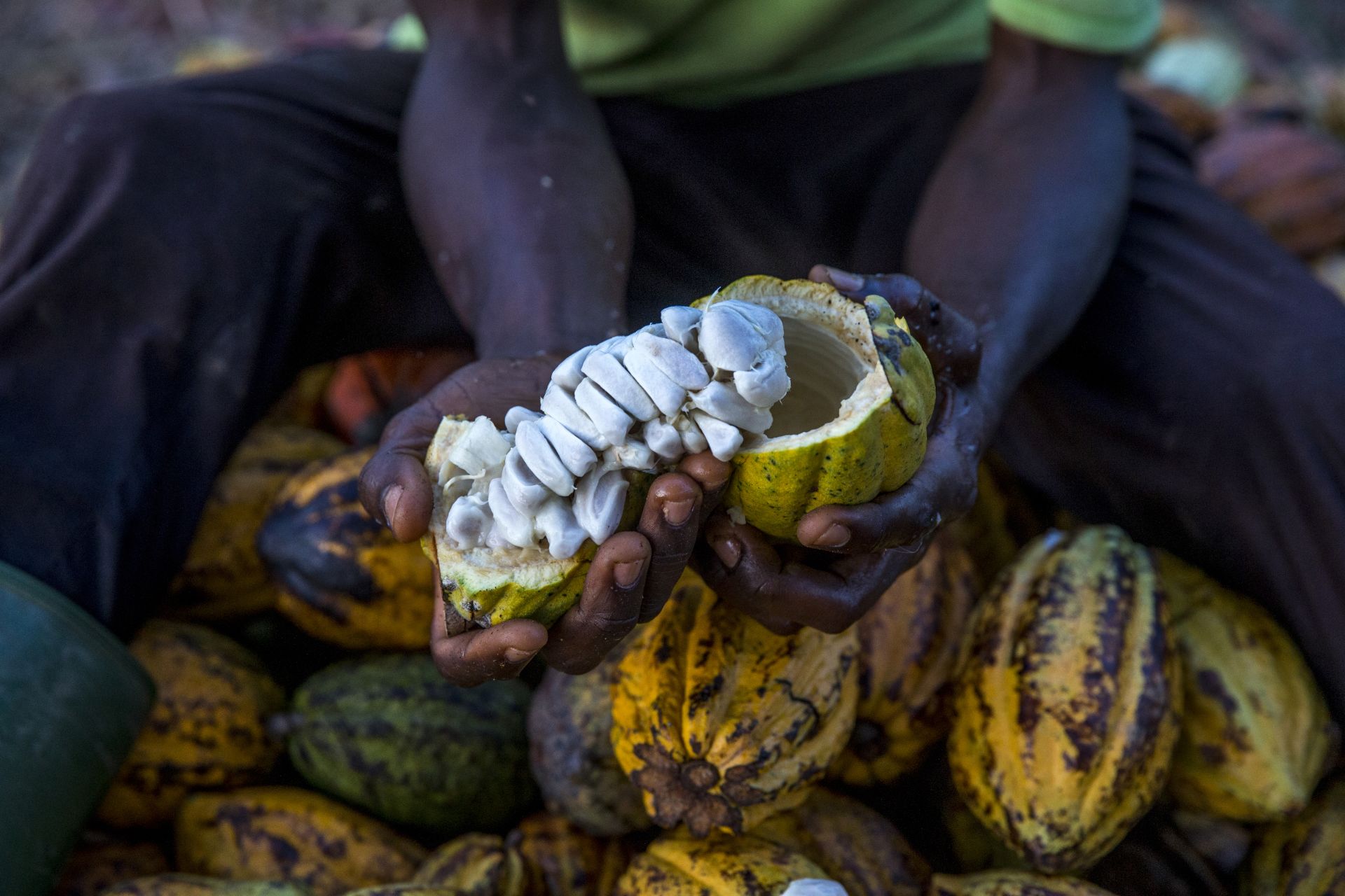 Ivory Coast’s Crackdown on Child Labor Clashes With the Realities of Cocoa Farming