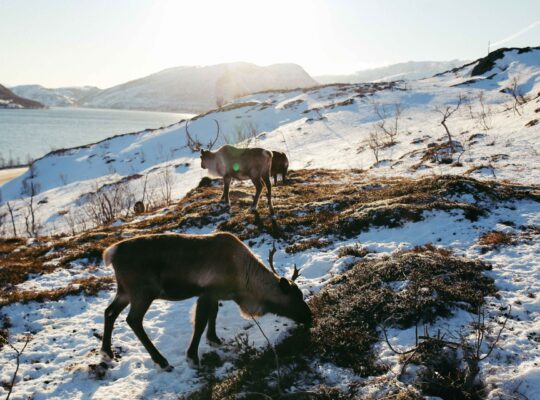 Norway’s Iconic Reindeer Face Challenges Beyond Climate Change
