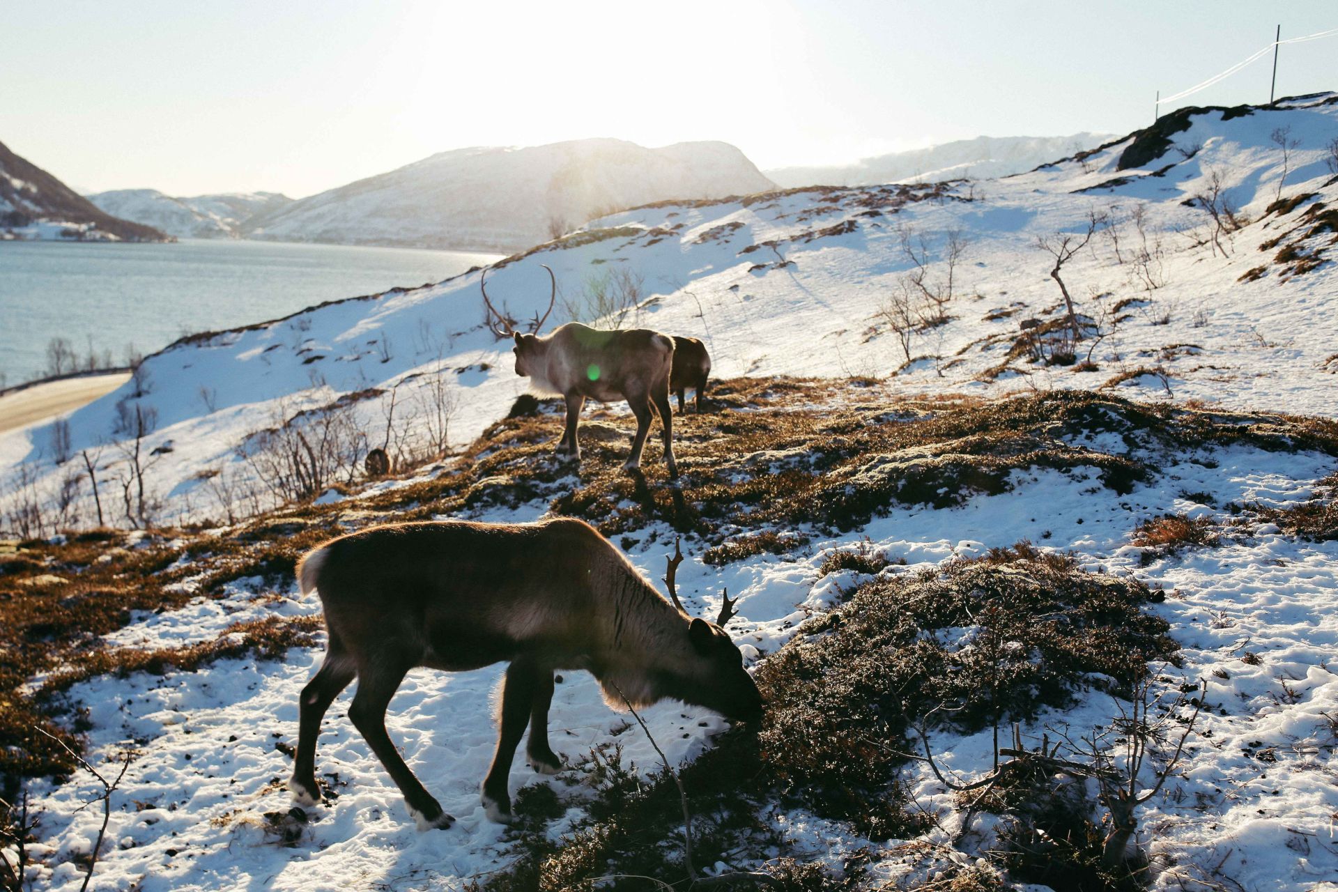 Norway’s Iconic Reindeer Face Challenges Beyond Climate Change