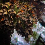 The Butterfly Effect of Mexico’s Cartel Violence
