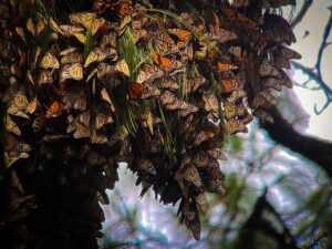 The Butterfly Effect of Mexico’s Cartel Violence