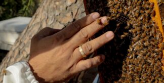Lebanon’s Beekeepers Are at Breaking Point