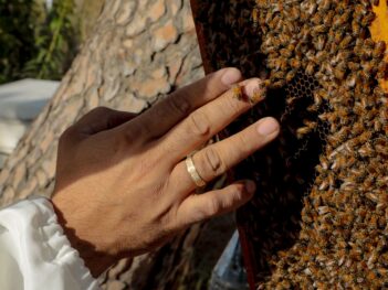 Lebanon’s Beekeepers Are at Breaking Point