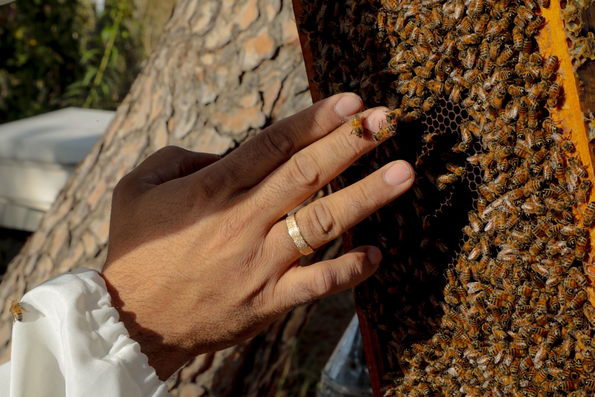 Lebanon’s Beekeepers Are at Breaking Point