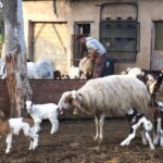 How Rome’s Urban Shepherds Adapt and Survive