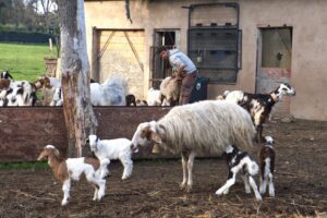 How Rome’s Urban Shepherds Adapt and Survive
