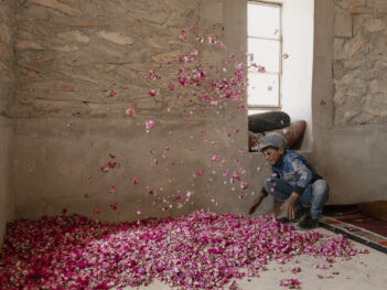 The Survival of Syria’s Damask Rose