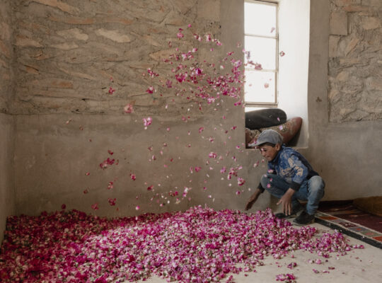 The Survival of Syria’s Damask Rose