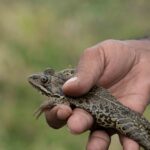 A Leap of Faith: Inside Syria’s First Frog Farm