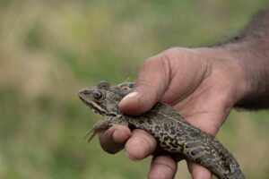 A Leap of Faith: Inside Syria’s First Frog Farm