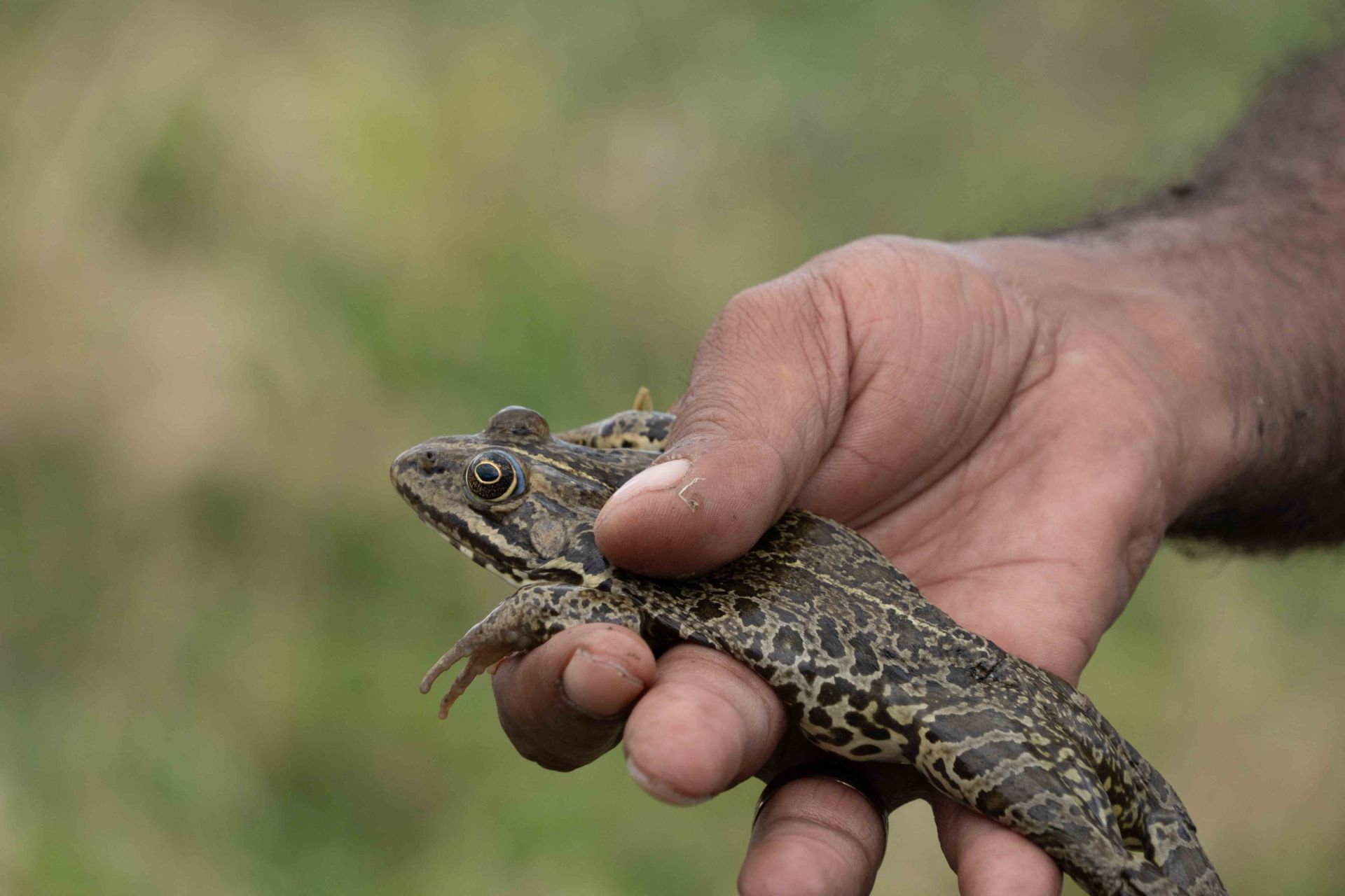 A Leap of Faith: Inside Syria’s First Frog Farm