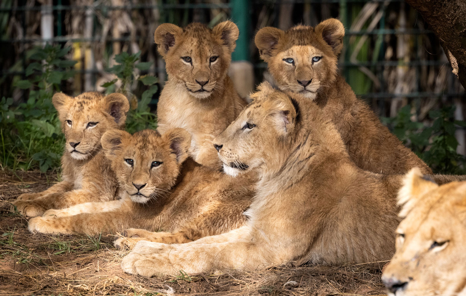 The magnificent lion: the symbol of Africa