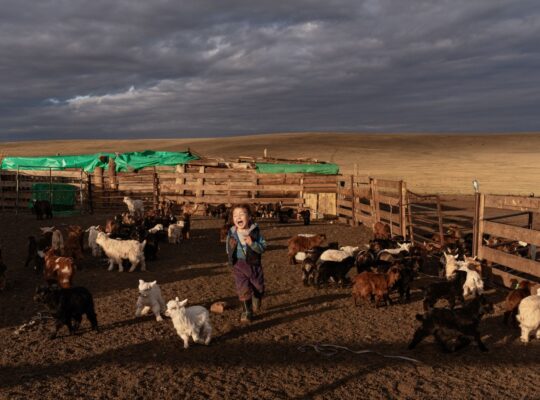 ‘Sustainable’ Cashmere Won’t Save Mongolia’s Steppe