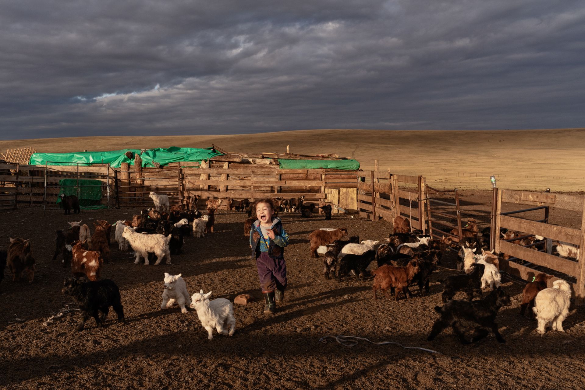 ‘Sustainable’ Cashmere Won’t Save Mongolia’s Steppe