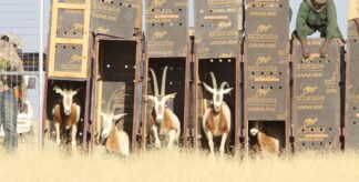 How the Scimitar-Horned Oryx Became a Conservation Unicorn