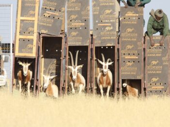 How the Scimitar-Horned Oryx Became a Conservation Unicorn