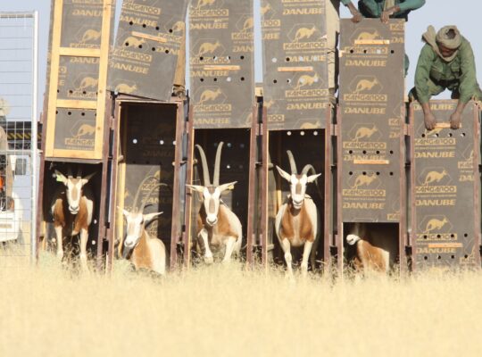 How the Scimitar-Horned Oryx Became a Conservation Unicorn