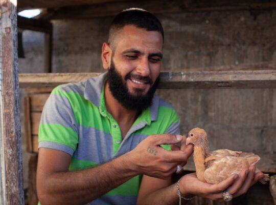The Undimmed Passion of Damascus’ Pigeon Fanciers