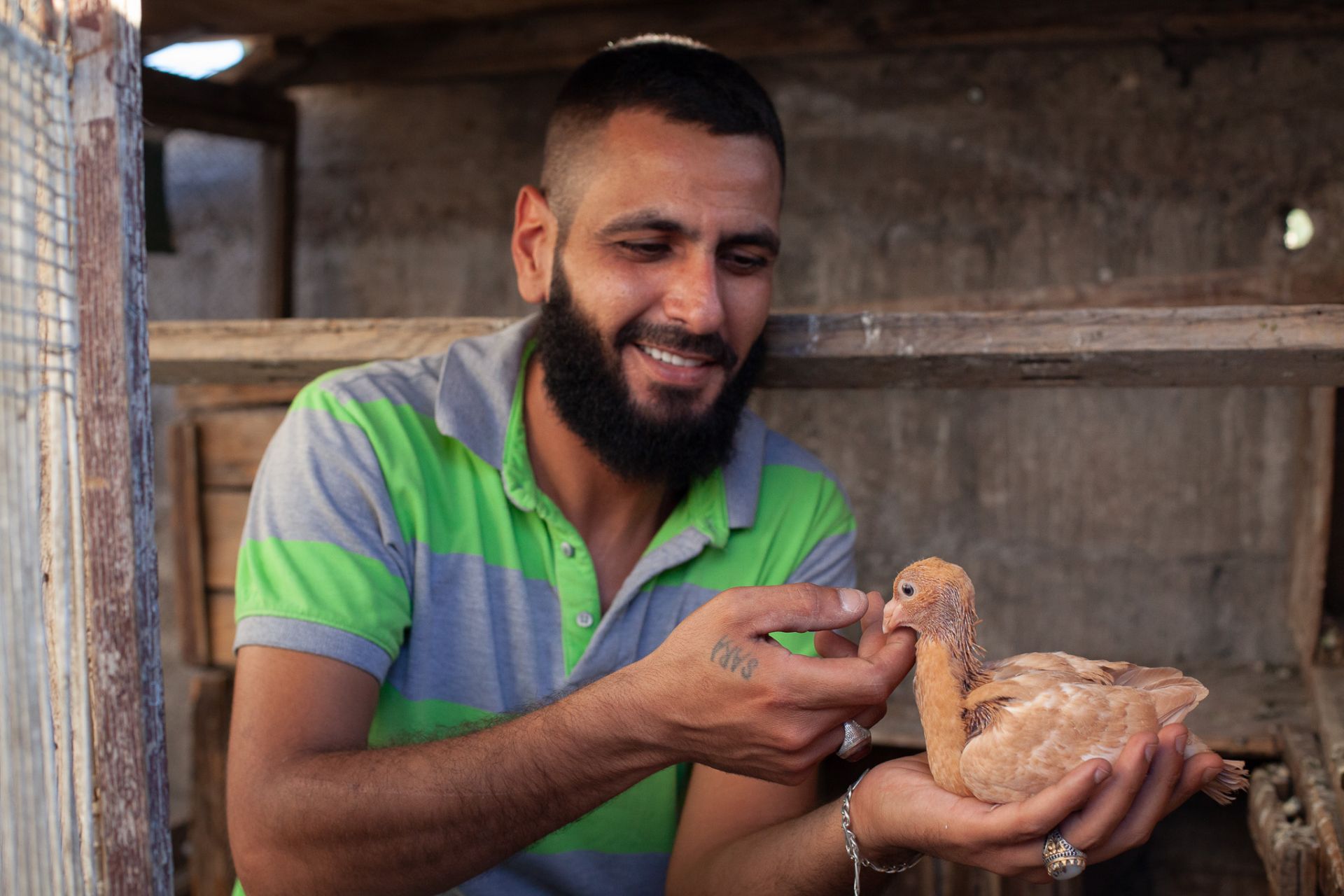 The Undimmed Passion of Damascus’ Pigeon Fanciers