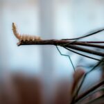 Syria’s Last Silkworm Breeders Hang On by a Thread
