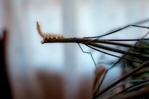 Syria’s Last Silkworm Breeders Hang On by a Thread