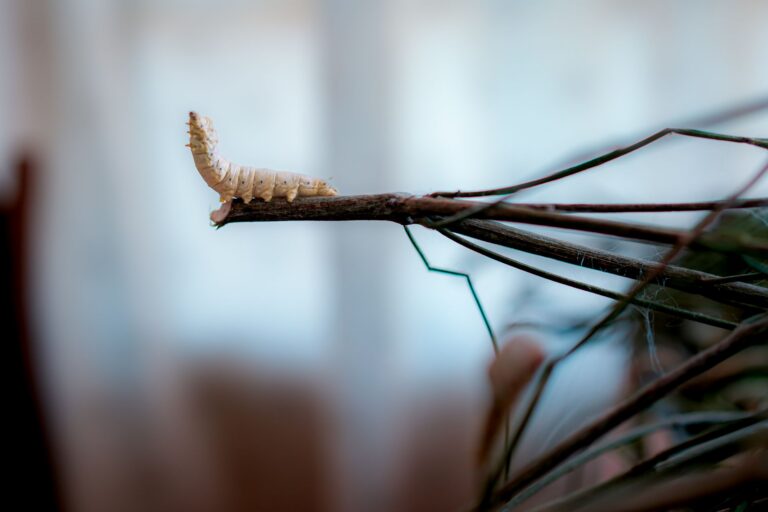 Syria’s Last Silkworm Breeders Hang On by a Thread